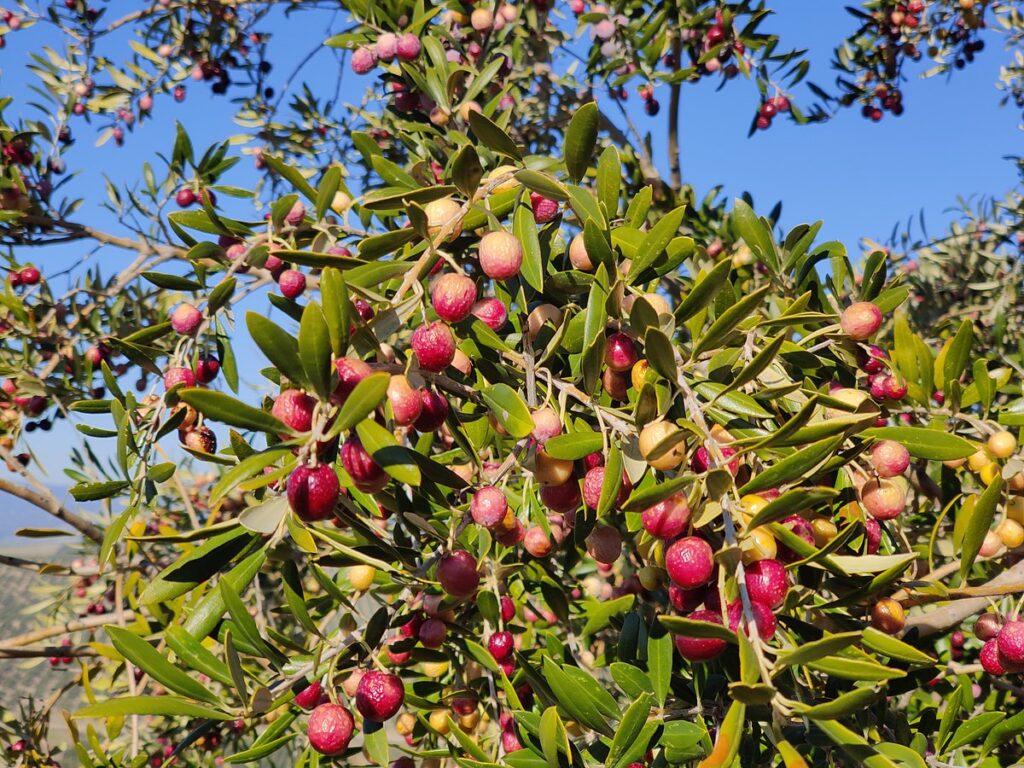 Cosecha de aceitunas en olivo Arbequina