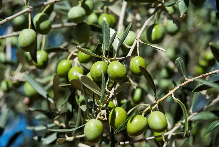 Olivo de producción en campo preparado para cosecha