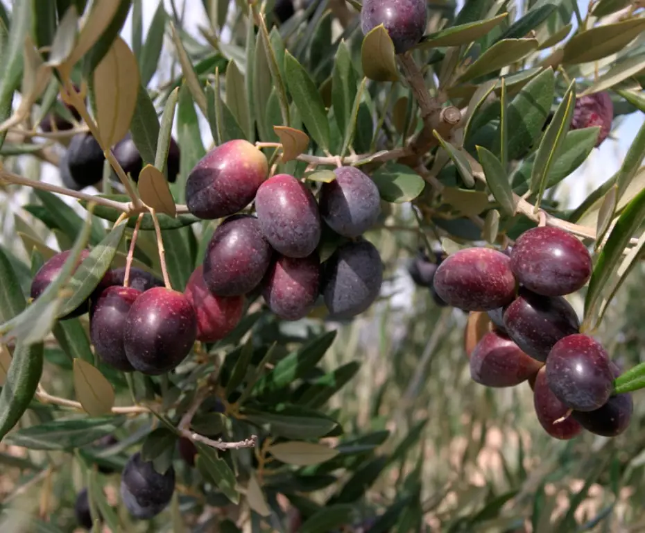 Olivos Picual plantados en finca agrícola