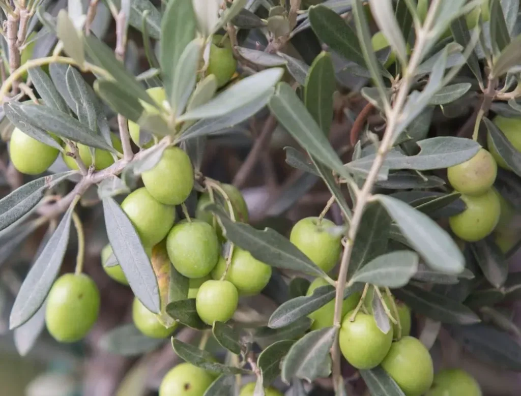 Olivo variedad Hojiblanca en plena producción