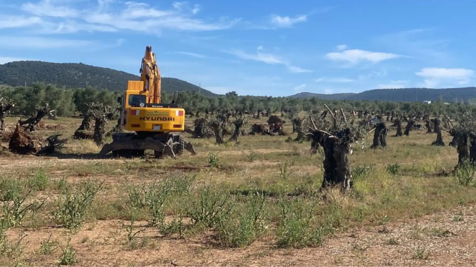 Equipo de Olivos Heredia trabajando en una finca Ornamentales