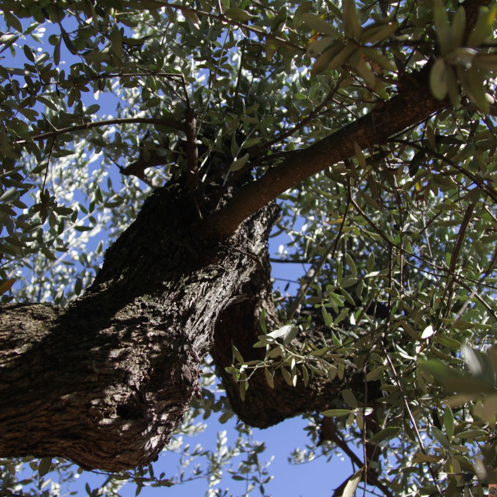 Raíces robustas de un olivo milenario adaptadas al terreno