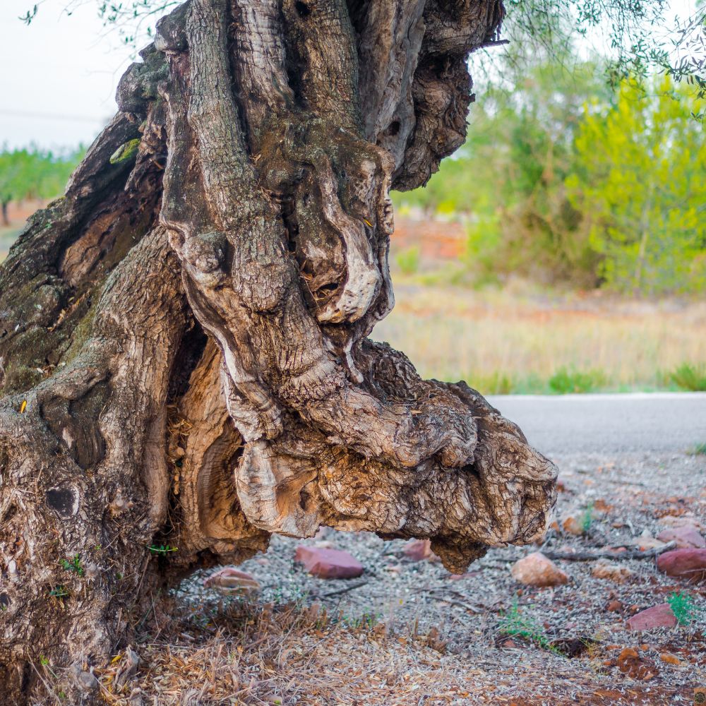 Venta de Olivos Milenarios y Ornamentales - Olivos Heredia - Raíces robustas de un olivo milenario