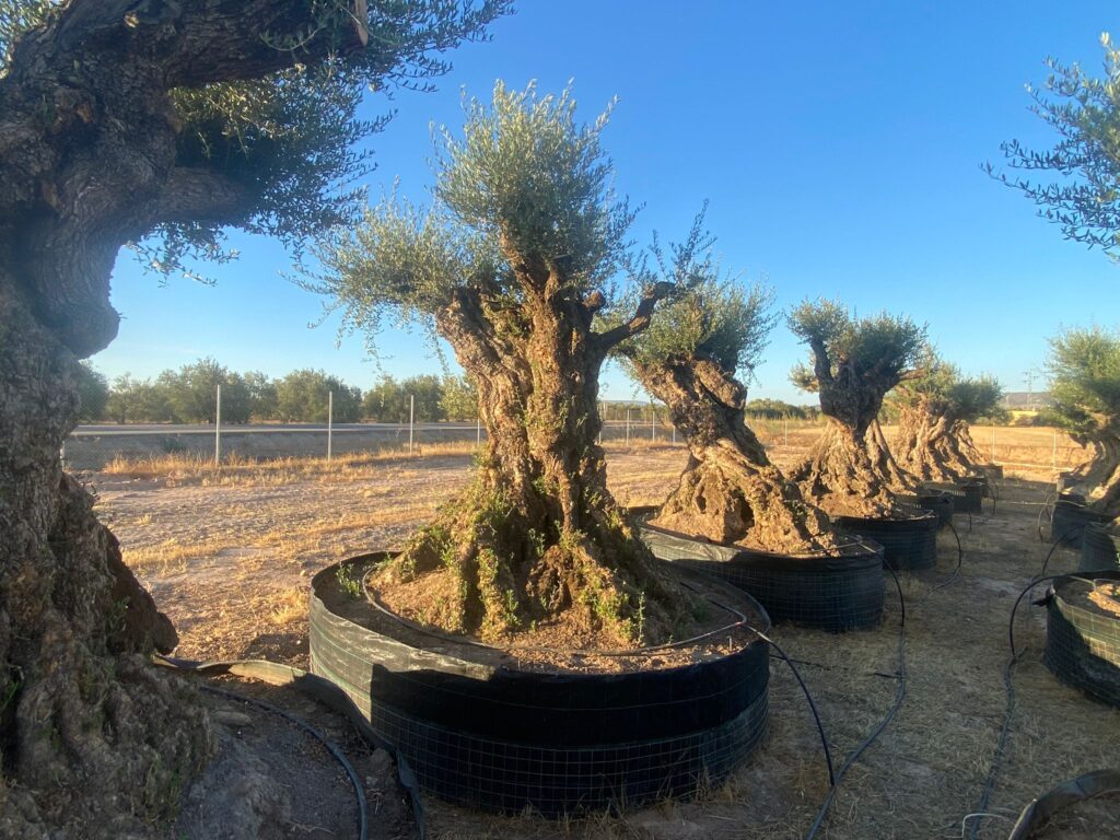 Paisaje con olivos milenarios en un campo de España