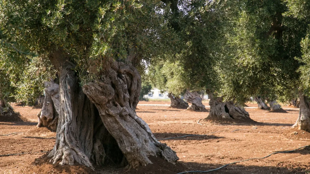 Ejemplo de olivo milenario con más de mil años de vida