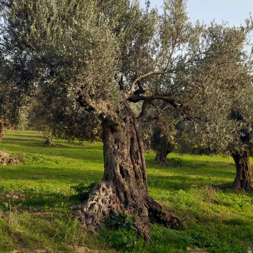 Olivo milenario de gran tamaño en finca española