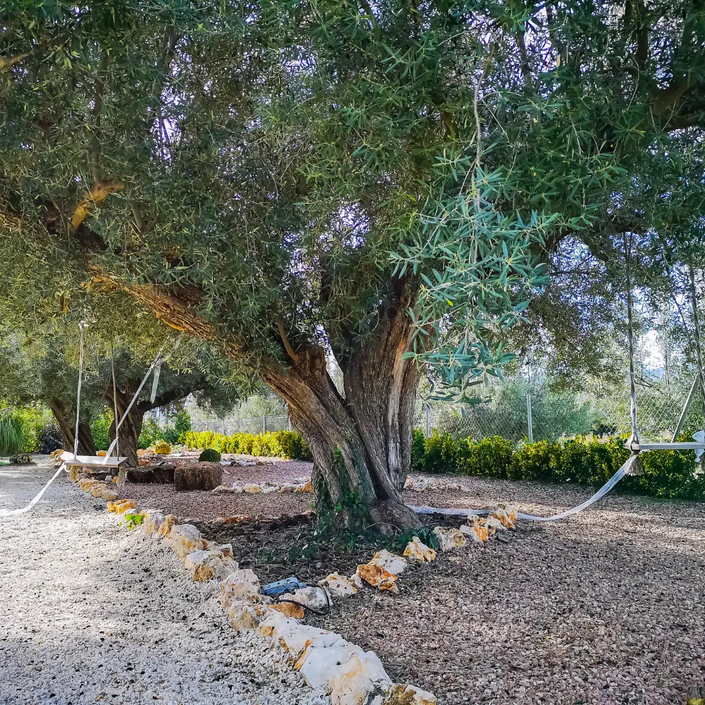 Olivos milenarios en jardín ornamental