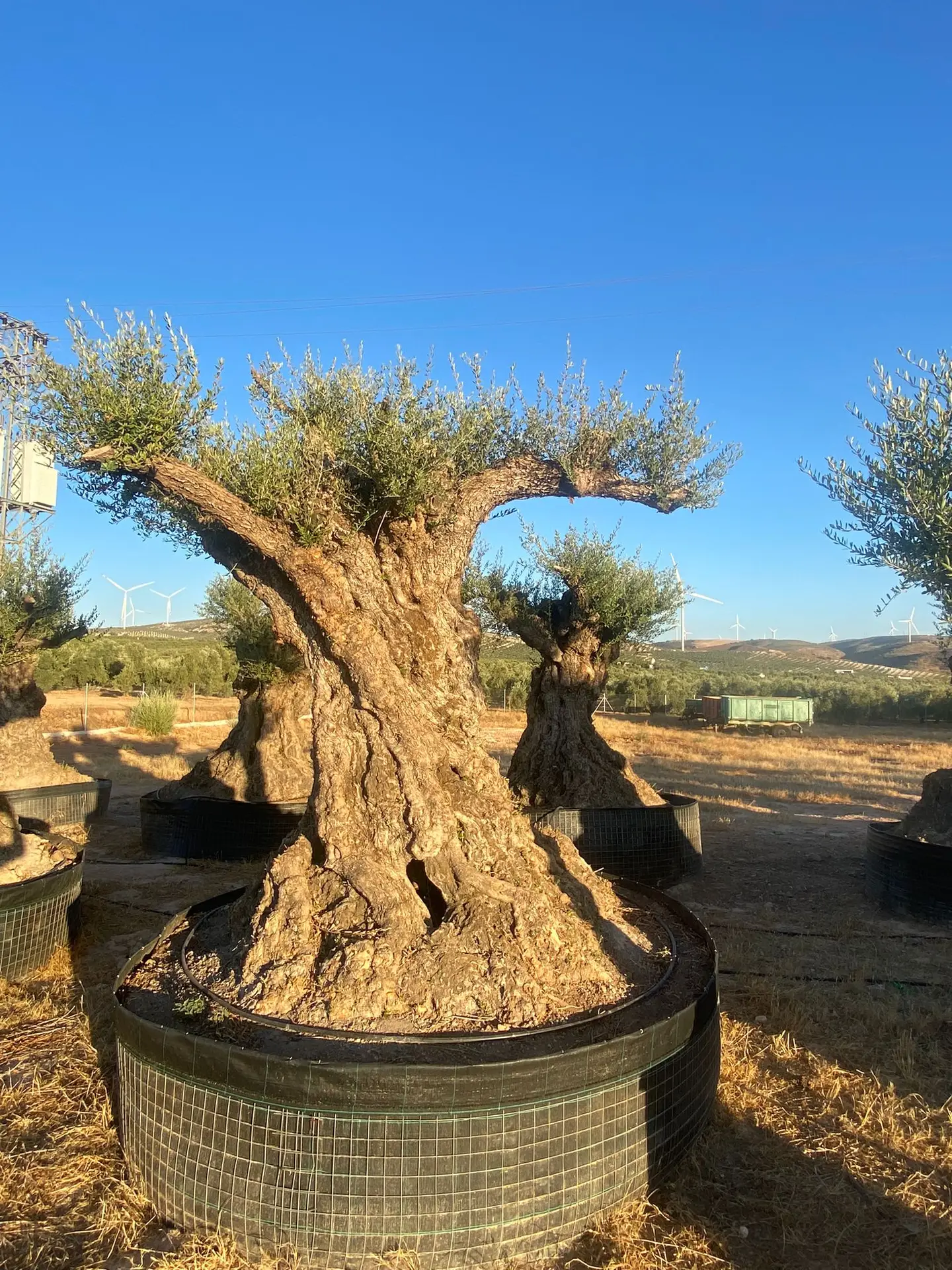 Olivos centenarios en finca de Sevilla